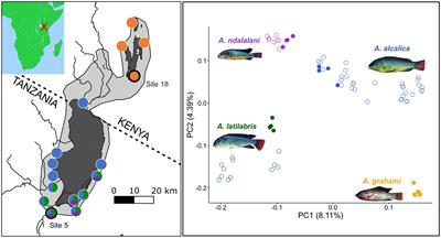 Sympatric and allopatric Alcolapia soda lake cichlid species show similar levels of assortative mating